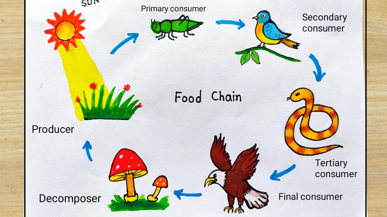 Draw a simple diagram to illustrate a food chain.​ - Brainly.in
